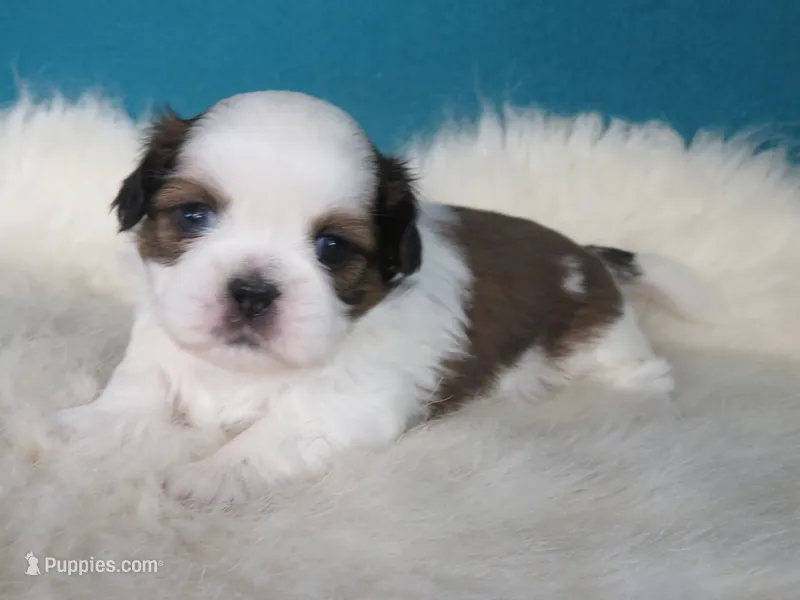 Rocky – Shih Tzu puppy for sale in Phelan, CA