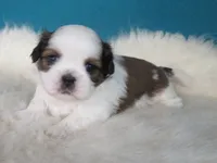 Rocky, a male Shih Tzu for sale in Phelan, CA – 1 of 5