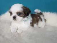 Parker, a male Shih Tzu for sale in Phelan, CA – 4 of 5
