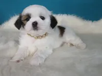 Lily, a female Shih Tzu for sale in Phelan, CA – 4 of 4