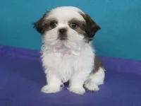 Rocky, a male Shih Tzu for sale in Phelan, CA – 3 of 4