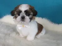Dolssoe, a male Shih Tzu for sale in Phelan, CA – 1 of 4