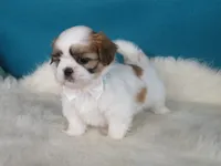 Jimmy, a male Shih Tzu for sale in Phelan, CA – 2 of 4