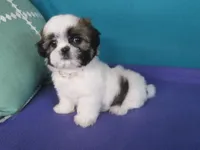 Sarah, a female Shih Tzu for sale in Phelan, CA – 4 of 5