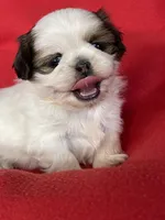 Lucy, a female Shih Tzu for sale in Phelan, CA – 3 of 4