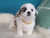 Luna, a female Shih Tzu for sale in Phelan, CA – 2 of 4