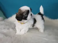 Sarah   , a female Shih Tzu for sale in Phelan, CA – 4 of 4