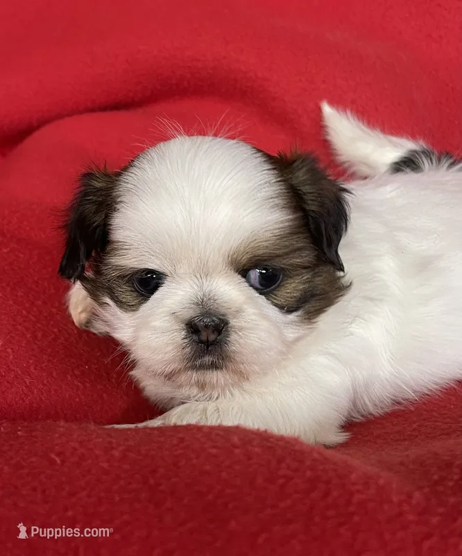 Lilly – Shih Tzu puppy for sale in Phelan, CA