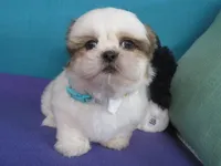 Lucky, a male Shih Tzu for sale in Phelan, CA – 3 of 5