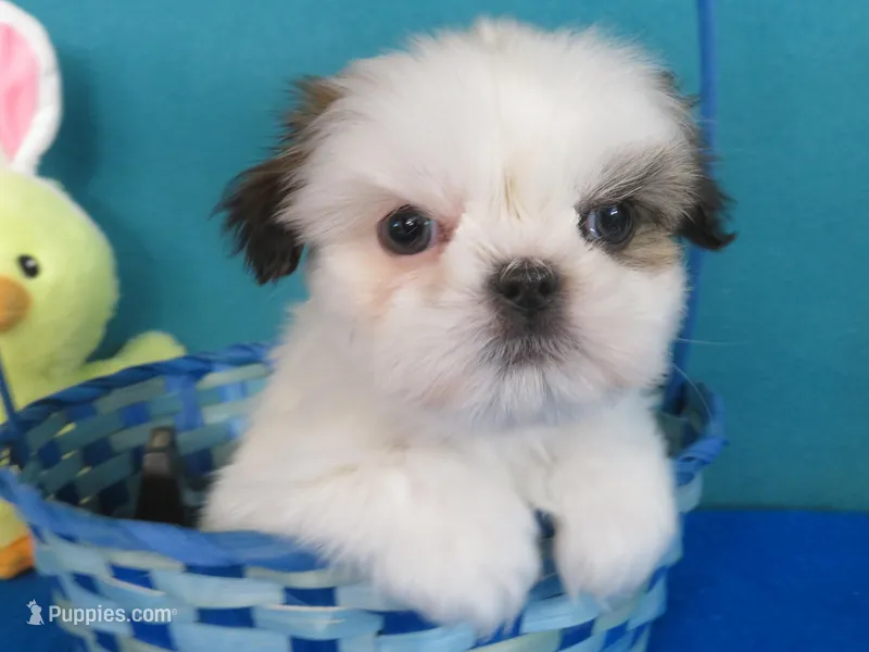 Toby – Shih Tzu puppy for sale in Phelan, CA
