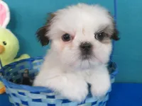 Toby, a male Shih Tzu for sale in Phelan, CA – Photo 1 of 5