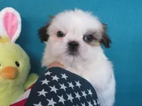 Toby, a male Shih Tzu for sale in Phelan, CA – Photo 4 of 5