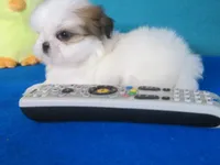 Toby, a male Shih Tzu for sale in Phelan, CA – Photo 2 of 5