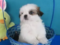 Toby, a male Shih Tzu for sale in Phelan, CA – Photo 5 of 5