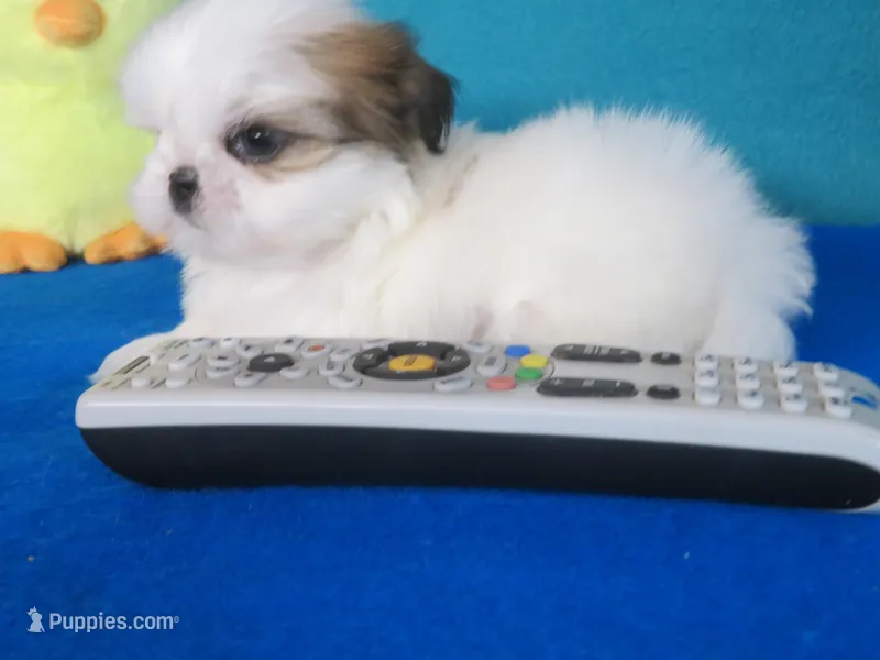 Toby – Shih Tzu puppy for sale in Phelan, CA