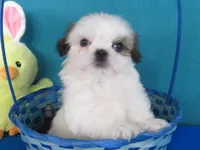 Toby, a male Shih Tzu for sale in Phelan, CA – Photo 3 of 5