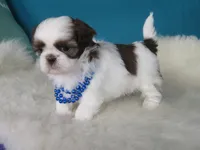 Mila, a female Shih Tzu for sale in Phelan, CA – 4 of 4