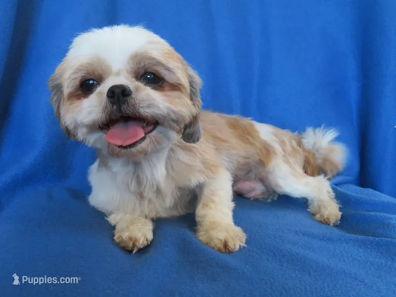 JIN JOO – Shih Tzu puppy for sale in Phelan, CA