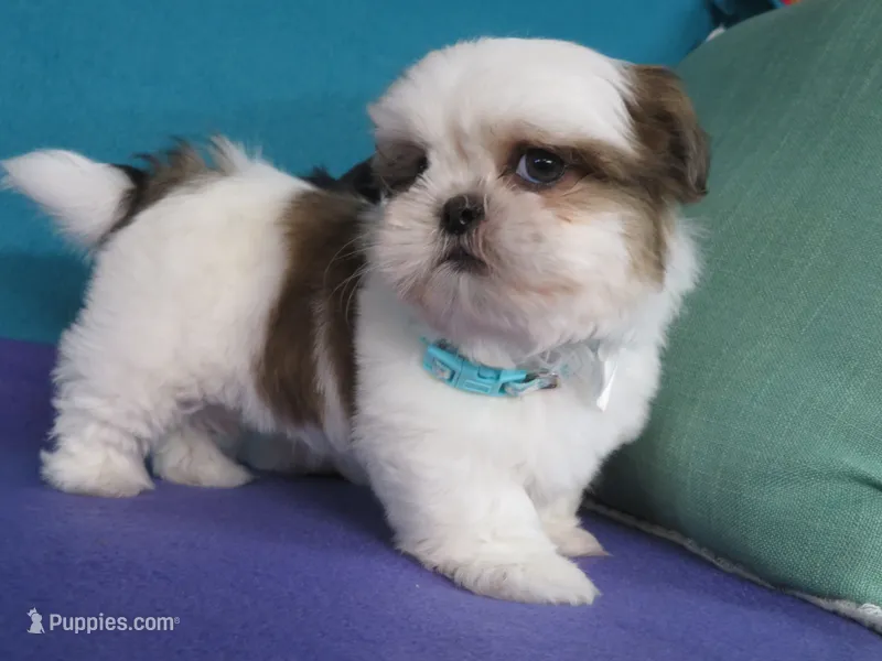 Lucky – Shih Tzu puppy for sale in Phelan, CA