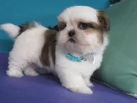 Lucky, a male Shih Tzu for sale in Phelan, CA – 1 of 5
