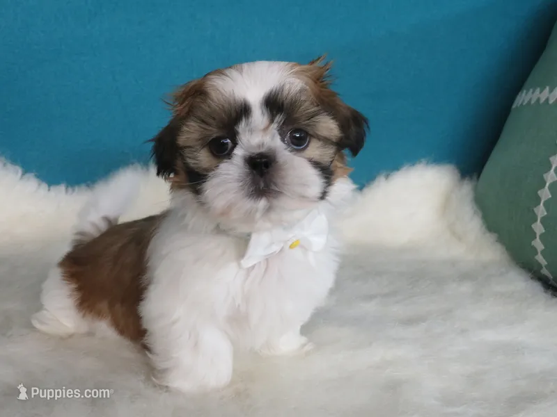 Dolssoe – Shih Tzu puppy for sale in Phelan, CA