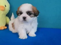 Gracia , a female Shih Tzu for sale in Phelan, CA – Photo 3 of 4