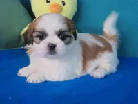 Gracia , a female Shih Tzu for sale in Phelan, CA – Photo 1 of 4