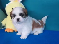 Gracia , a female Shih Tzu for sale in Phelan, CA – Photo 4 of 4