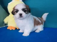 Gracia , a female Shih Tzu for sale in Phelan, CA – Photo 2 of 4