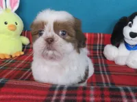 Max, a male Shih Tzu for sale in Phelan, CA – 3 of 5