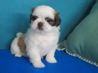 Lisa, a female Shih Tzu for sale in Phelan, CA – Photo 3 of 4