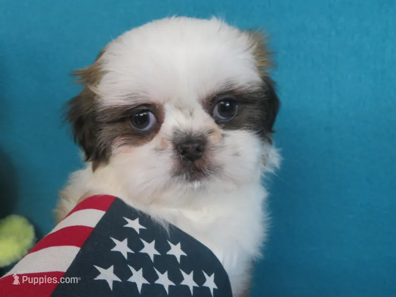 Lisa – Shih Tzu puppy for sale in Phelan, CA