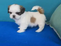 Lisa, a female Shih Tzu for sale in Phelan, CA – Photo 4 of 4