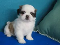 Lisa, a female Shih Tzu for sale in Phelan, CA – Photo 1 of 4