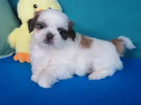 Lisa, a female Shih Tzu for sale in Phelan, CA – Photo 2 of 4