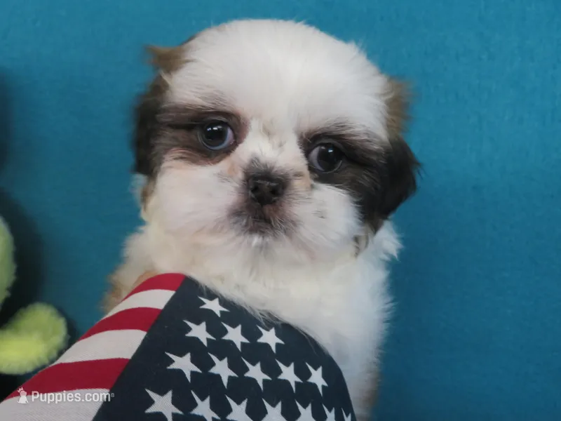Lisa – Shih Tzu puppy for sale in Phelan, CA