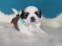 Max, a male Shih Tzu for sale in Phelan, CA – 3 of 4