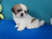 Lisa, a female Shih Tzu for sale in Phelan, CA – Photo 3 of 4