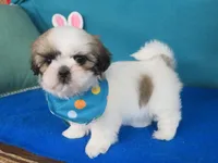 Lisa, a female Shih Tzu for sale in Phelan, CA – Photo 4 of 4