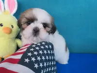 Lisa, a female Shih Tzu for sale in Phelan, CA – Photo 2 of 4