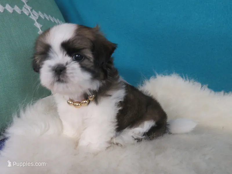 Stella – Shih Tzu puppy for sale in Phelan, CA