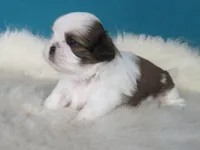 Rocky, a male Shih Tzu for sale in Phelan, CA – 2 of 5