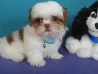 Lyric, a female Shih Tzu for sale in Phelan, CA – 4 of 4