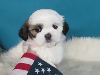 Lily, a female Shih Tzu for sale in Phelan, CA – 2 of 4