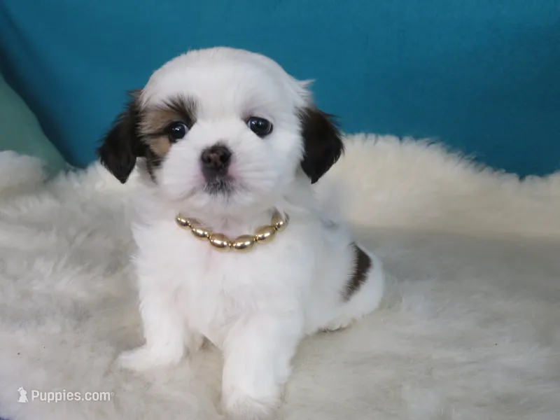 Lily – Shih Tzu puppy for sale in Phelan, CA