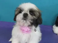 Lily, a female Shih Tzu for sale in Phelan, CA – 3 of 4