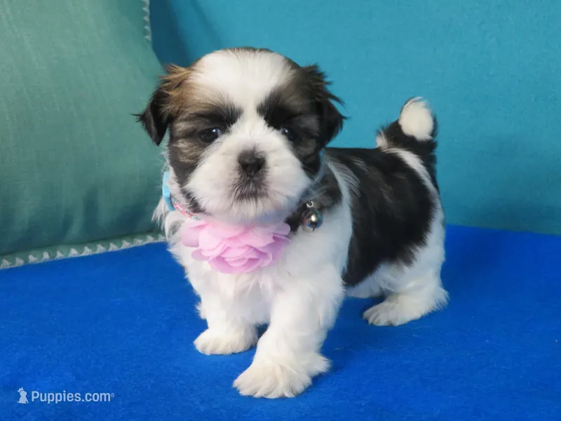 Mila – Shih Tzu puppy for sale in Phelan, CA