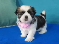 Mila, a female Shih Tzu for sale in Phelan, CA – Photo 1 of 3