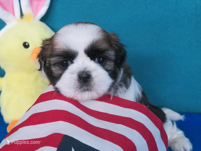 Macy – Shih Tzu puppy for sale in Phelan, CA