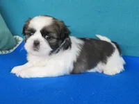 Mila, a female Shih Tzu for sale in Phelan, CA – Photo 3 of 3